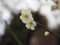 池上梅園の梅その４