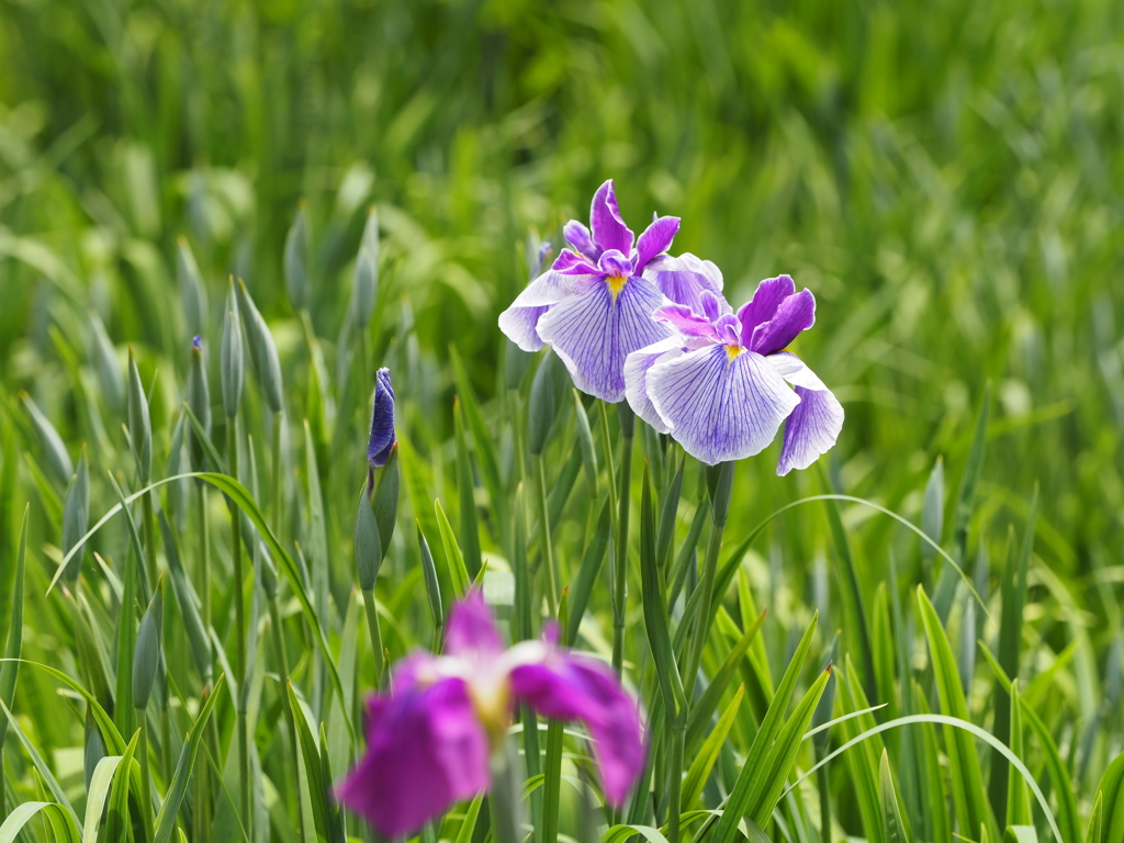 堀切菖蒲園２０２０その１２