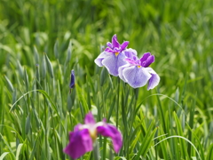 堀切菖蒲園２０２０その１２