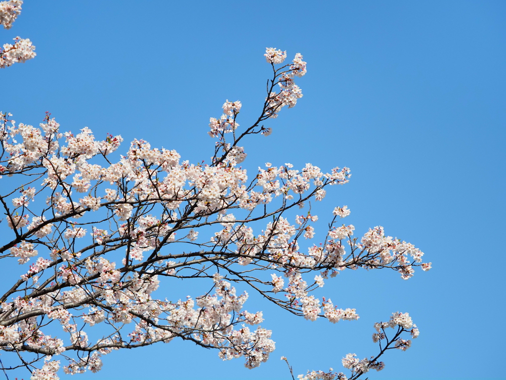 仙台堀川の桜その１５