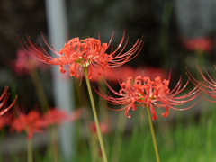 西方寺の彼岸花その３