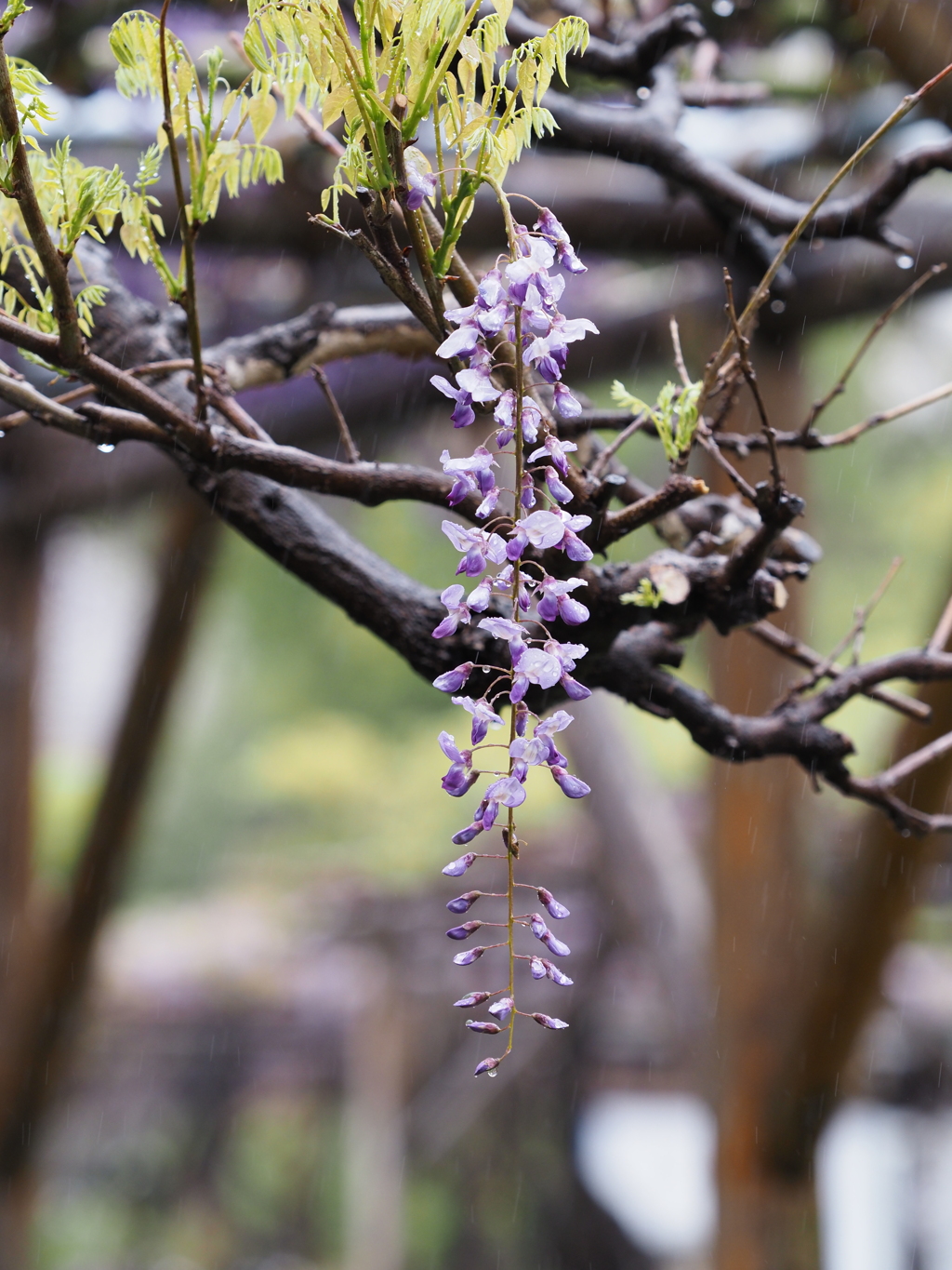 雨の藤棚その９