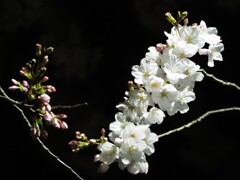 夜桜その５