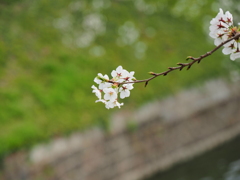 千鳥ヶ淵周辺散策その５
