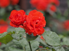 バラ園のバラその１