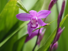 近所の神社に咲いていた紫蘭１