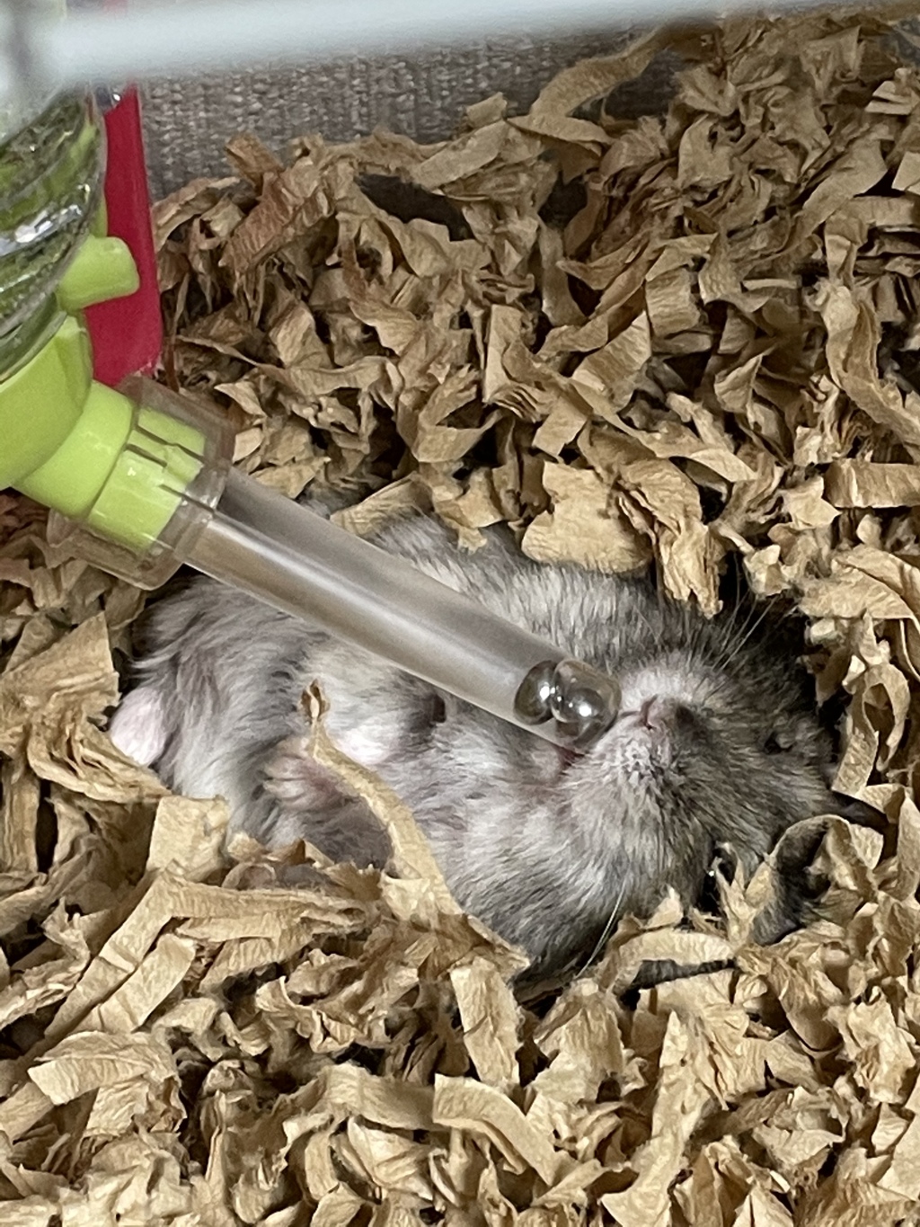 へそ天で寝ながら