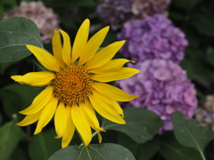 ひまわりその１