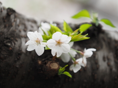 京急蒲田駅周辺の桜その１１