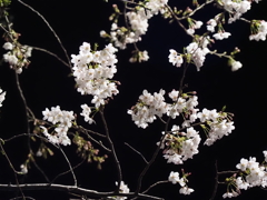 夜桜その９
