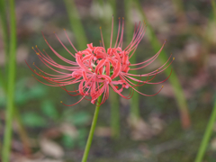 西方寺の彼岸花その１３