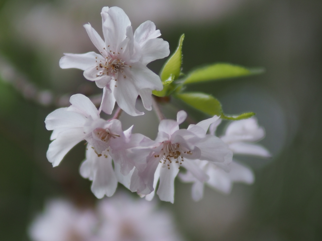 近所の枝垂れ桜２