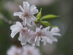 近所の枝垂れ桜２
