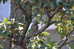 鳥を試し撮り（鳥だけに）