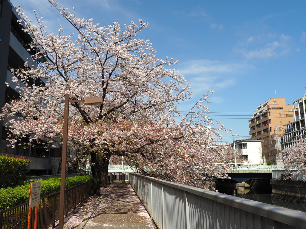 仙台堀川の桜その６