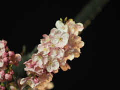 夜桜その４