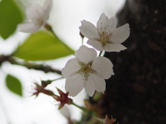 桜も見納めかな？