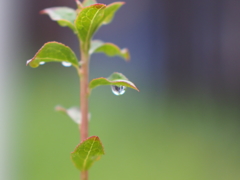 雨上がりの朝