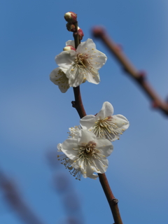 浜離宮恩賜公園の梅の花その６