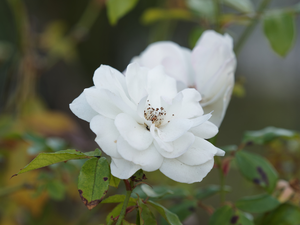 山下公園その１６