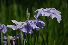 堀切菖蒲園その４