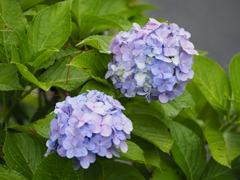 紫陽花その３