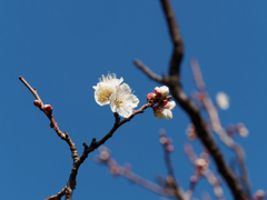 亀戸天神の梅の花その５