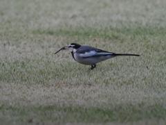 お食事中？その2