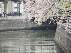 京急蒲田駅周辺の桜その３