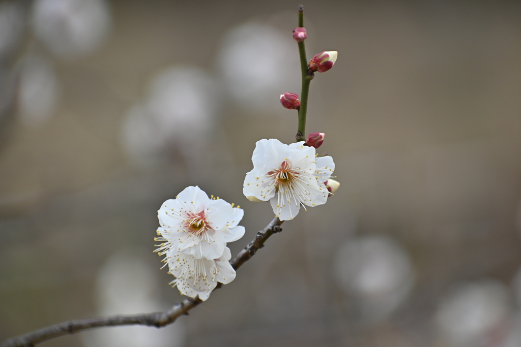 公園の梅試し撮りその９