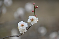 公園の梅試し撮りその９