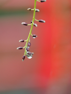雨の藤棚その５