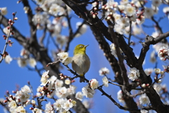 Z50試し撮りその５