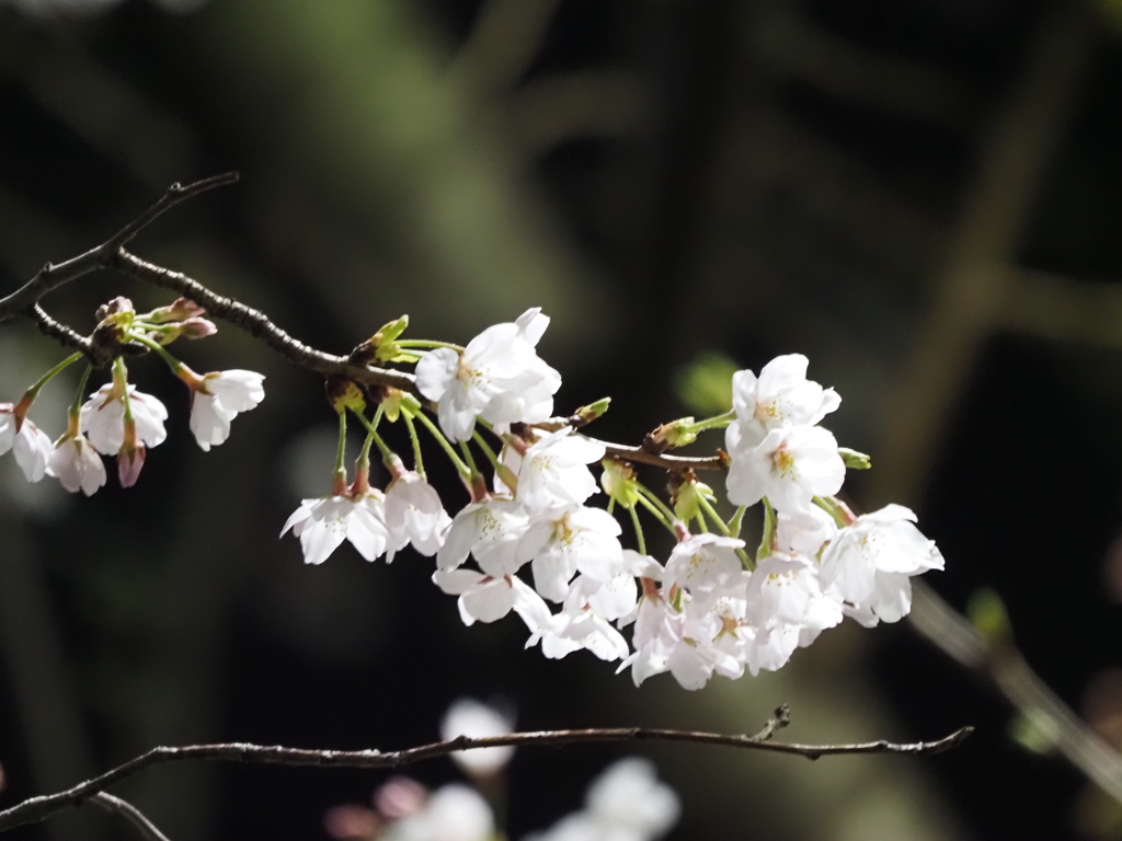 夜桜その２