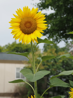 ひまわりその４