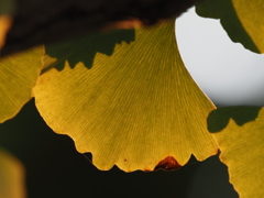 銀杏の葉その２（２倍テレコン使用）