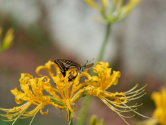 西方寺の彼岸花その１９
