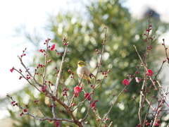 メジロさんその２