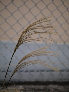 パナライカ２５ミリ２型の試し撮り