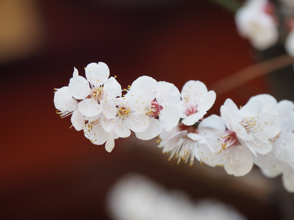 久しぶりの神田明神