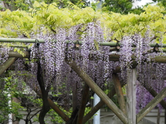 亀戸天神藤棚その８