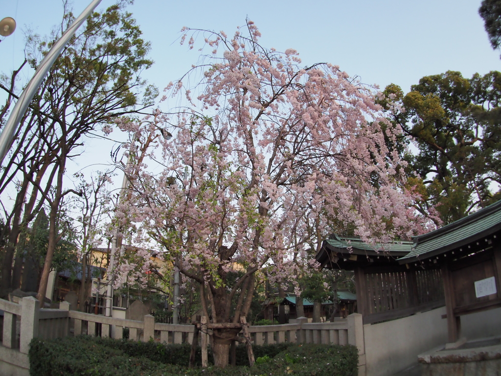 六郷神社の枝垂れ桜１