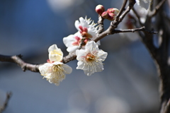 公園の梅その４