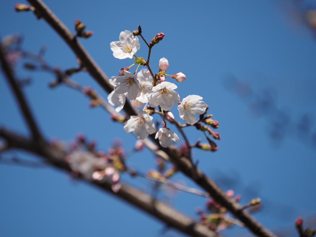 桜その８