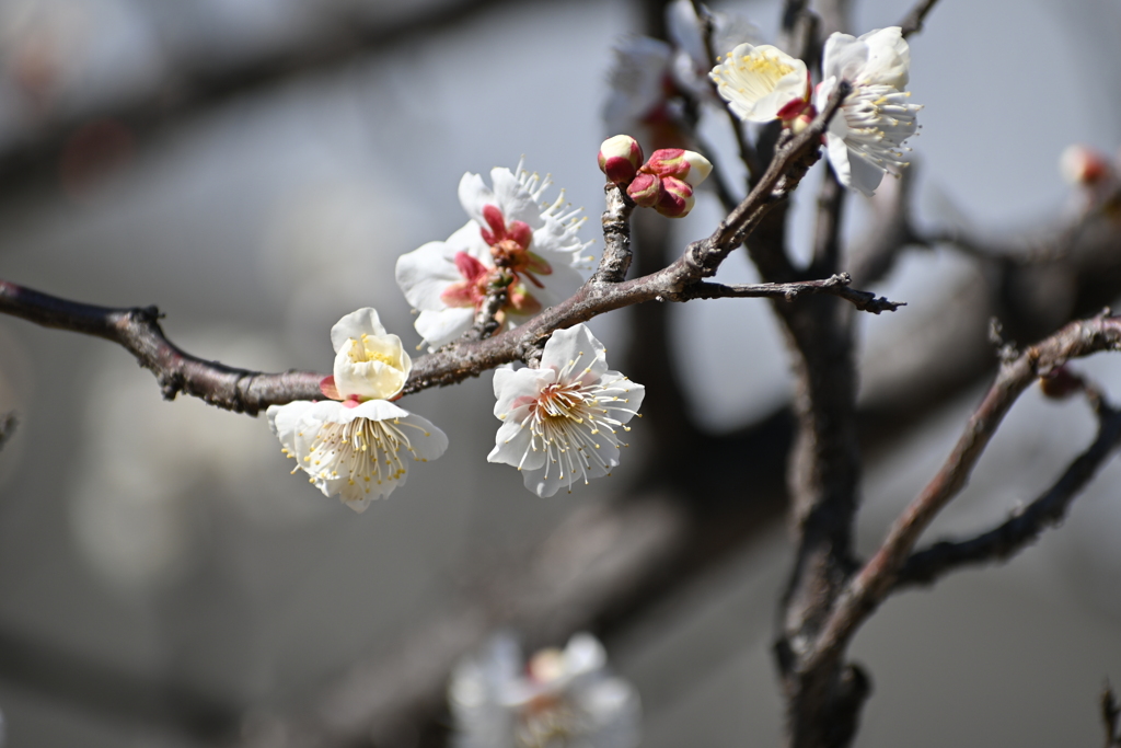 公園の梅その５