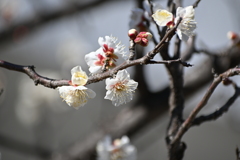 公園の梅その５