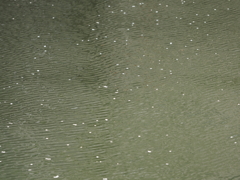 京急蒲田駅周辺の桜その１９