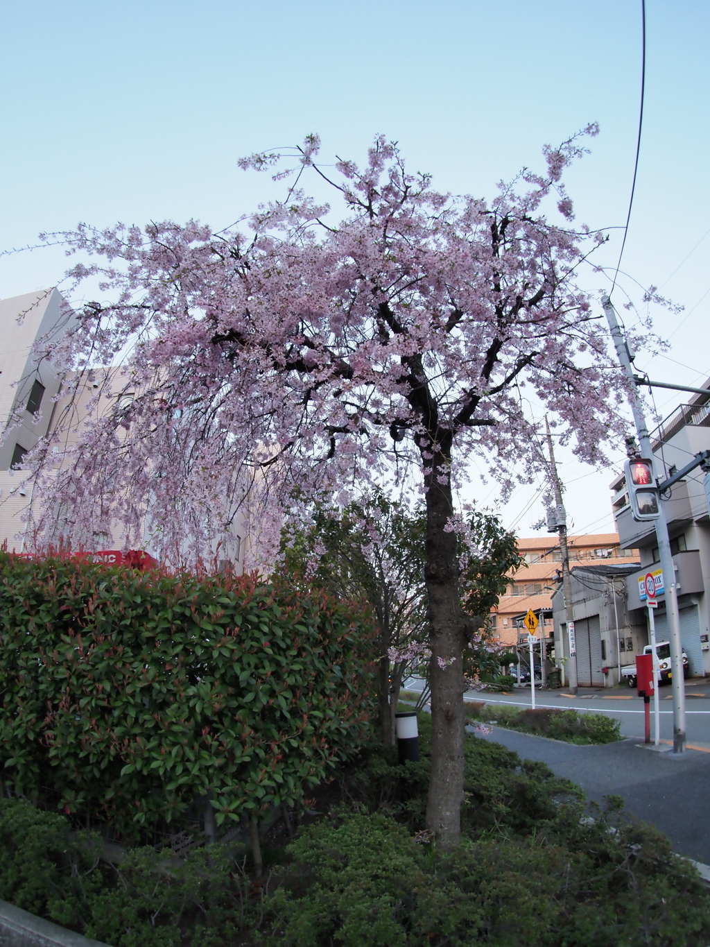 六郷水門周辺の枝垂れ桜１