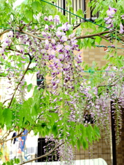 近所の藤棚