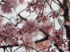 しだれ桜その８